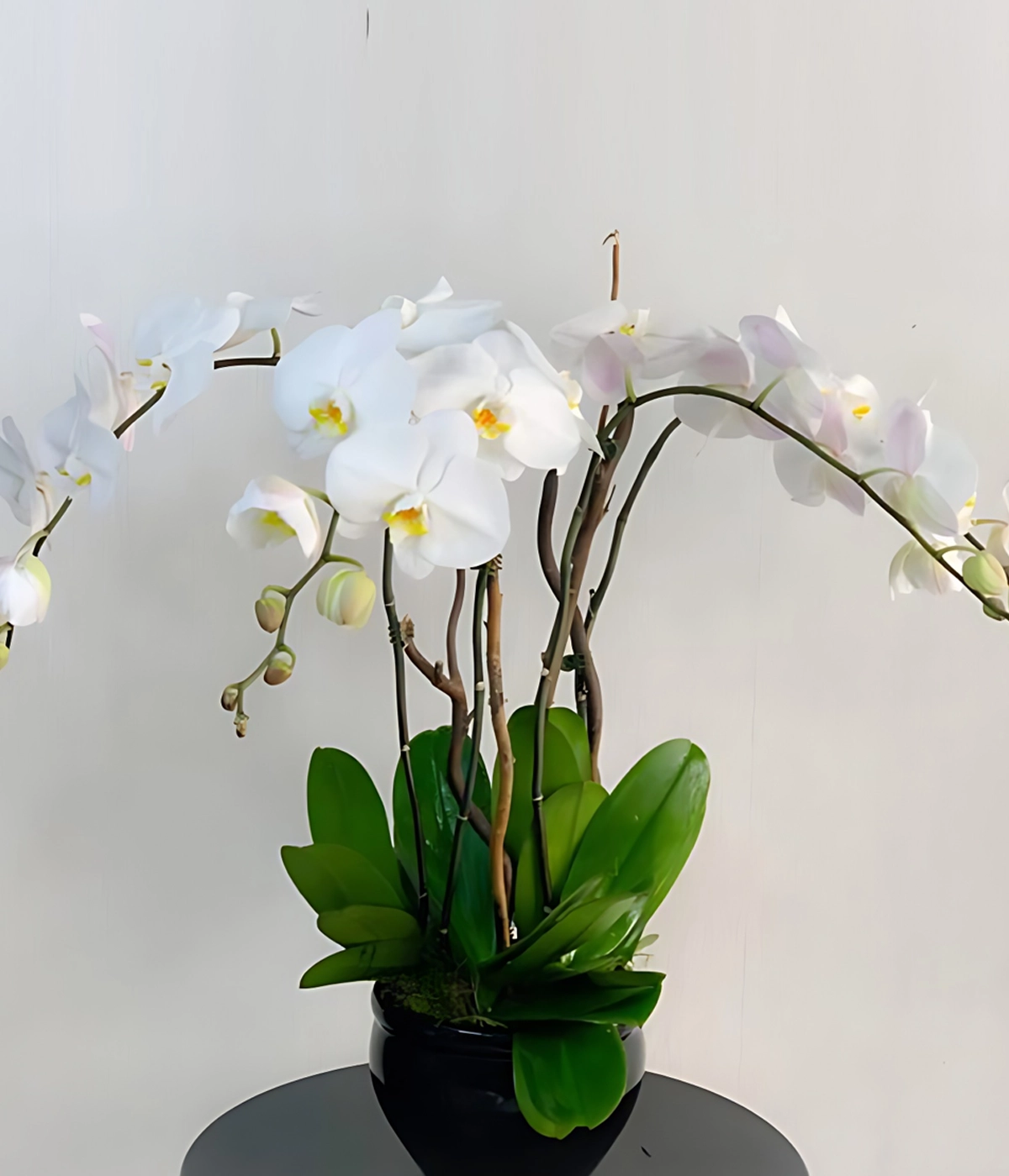 Phalaenopsis Orchid Oud Flowers