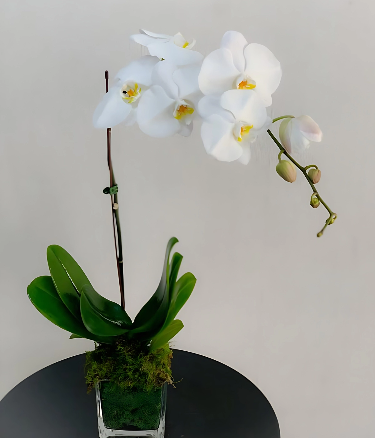 Phalaenopsis Orchid (Single) Flower
